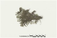 藏品(皺萼蘚)的圖片